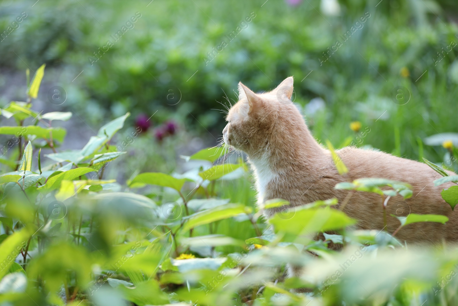 Cute ginger cat walking in garden outdoors Photo of Cute ginger cat walking in garden outdoors