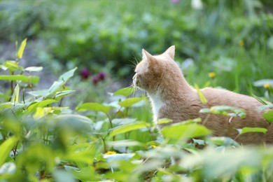 Photo of Cute ginger cat walking in garden outdoors