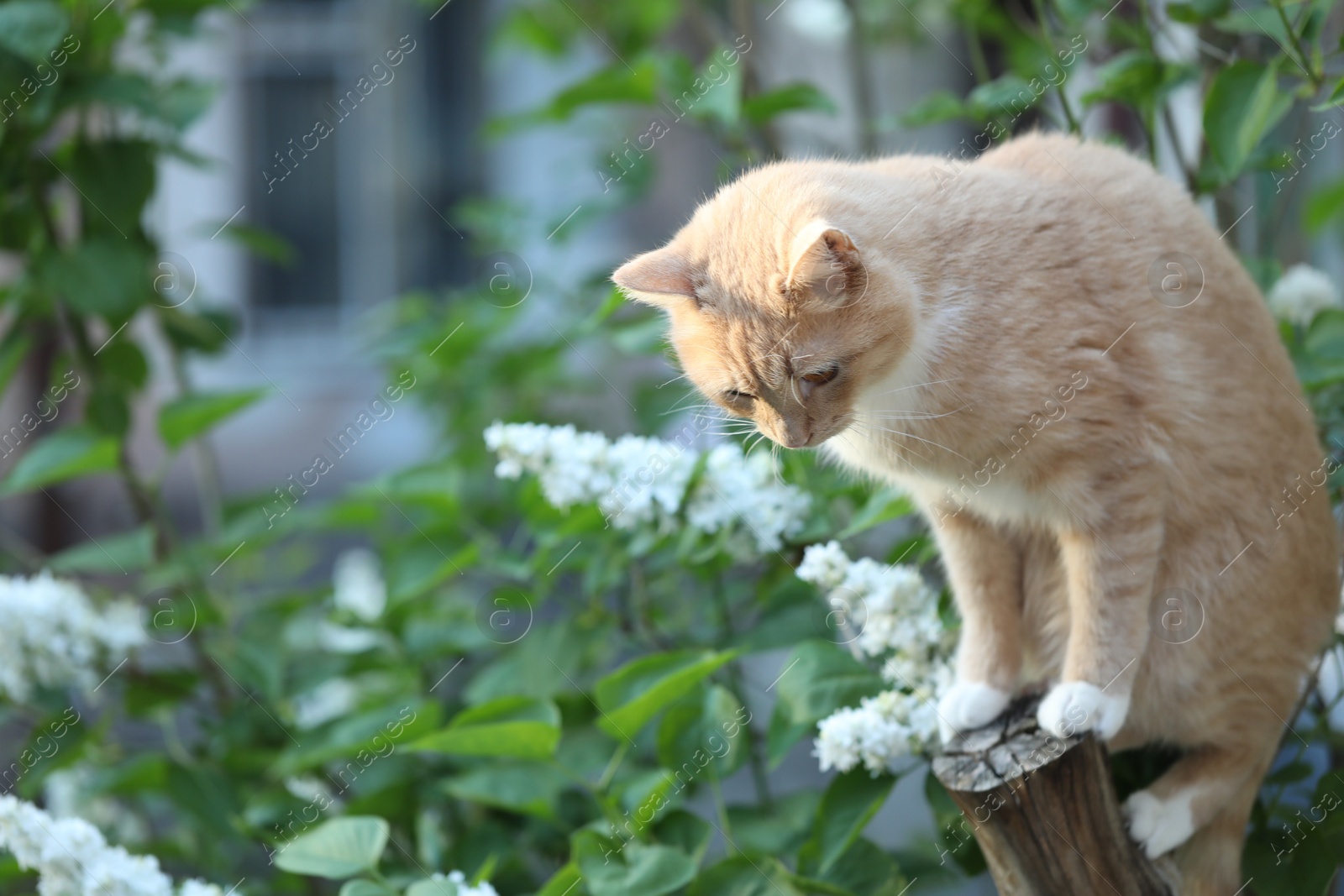 Cute ginger cat sitting near tree in garden. Space for text Photo of Cute ginger cat sitting near tree in garden. Space for text