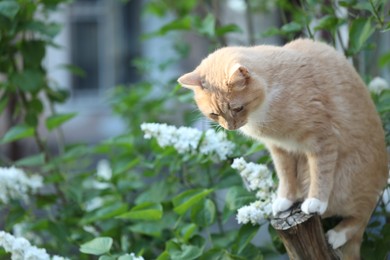 Photo of Cute ginger cat sitting near tree in garden. Space for text