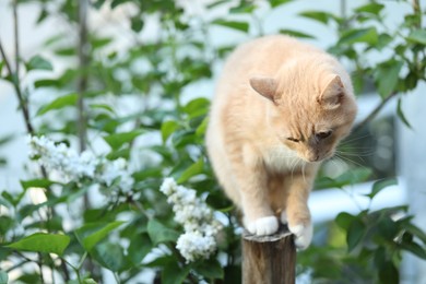 Photo of Cute ginger cat sitting near tree in garden. Space for text