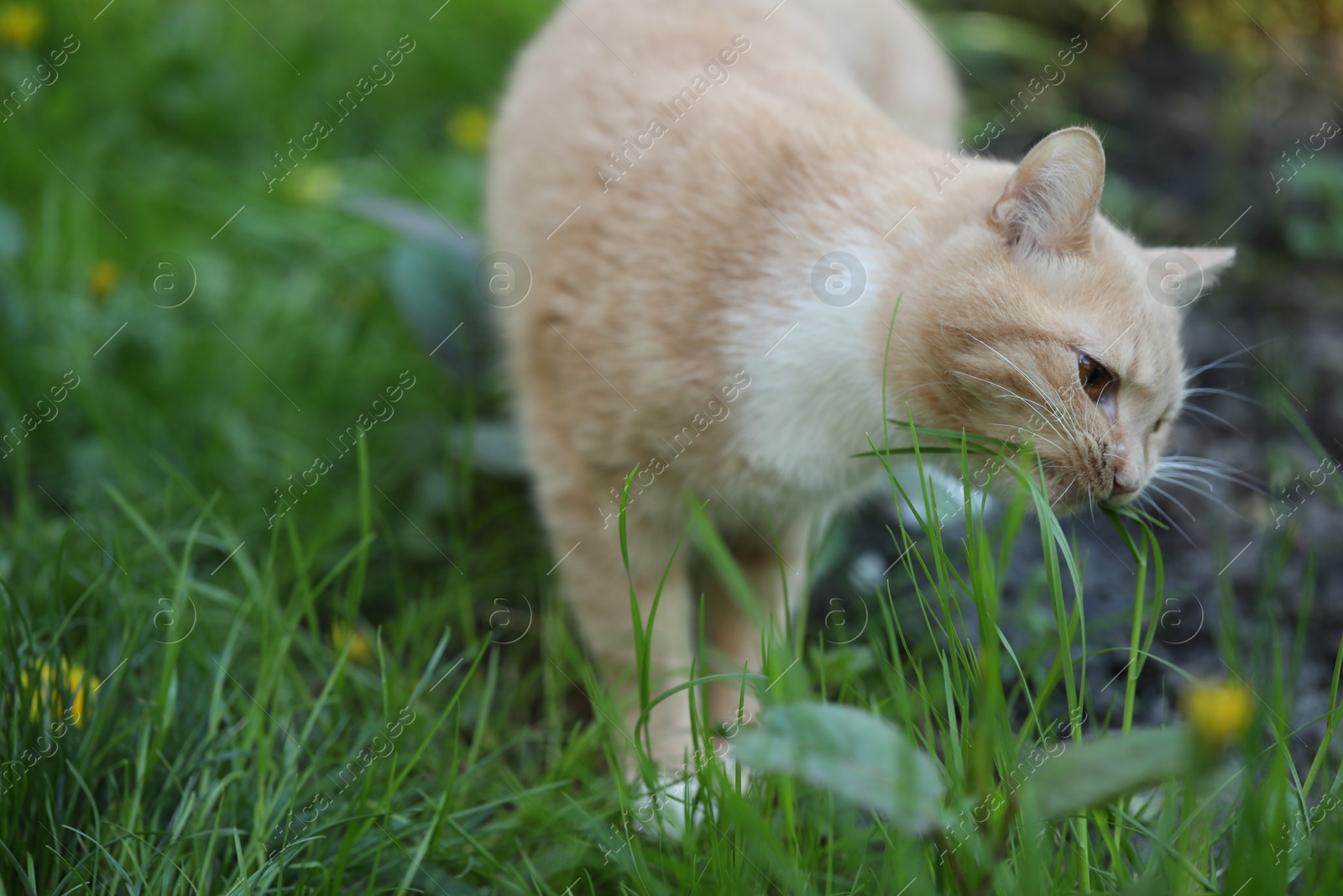 Cute ginger cat walking on green grass outdoors Photo of Cute ginger cat walking on green grass outdoors