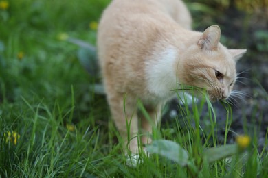 Photo of Cute ginger cat walking on green grass outdoors