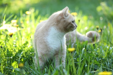 Photo of Cute ginger cat walking on green grass outdoors