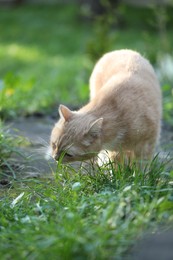 Photo of Cute ginger cat walking on green grass outdoors
