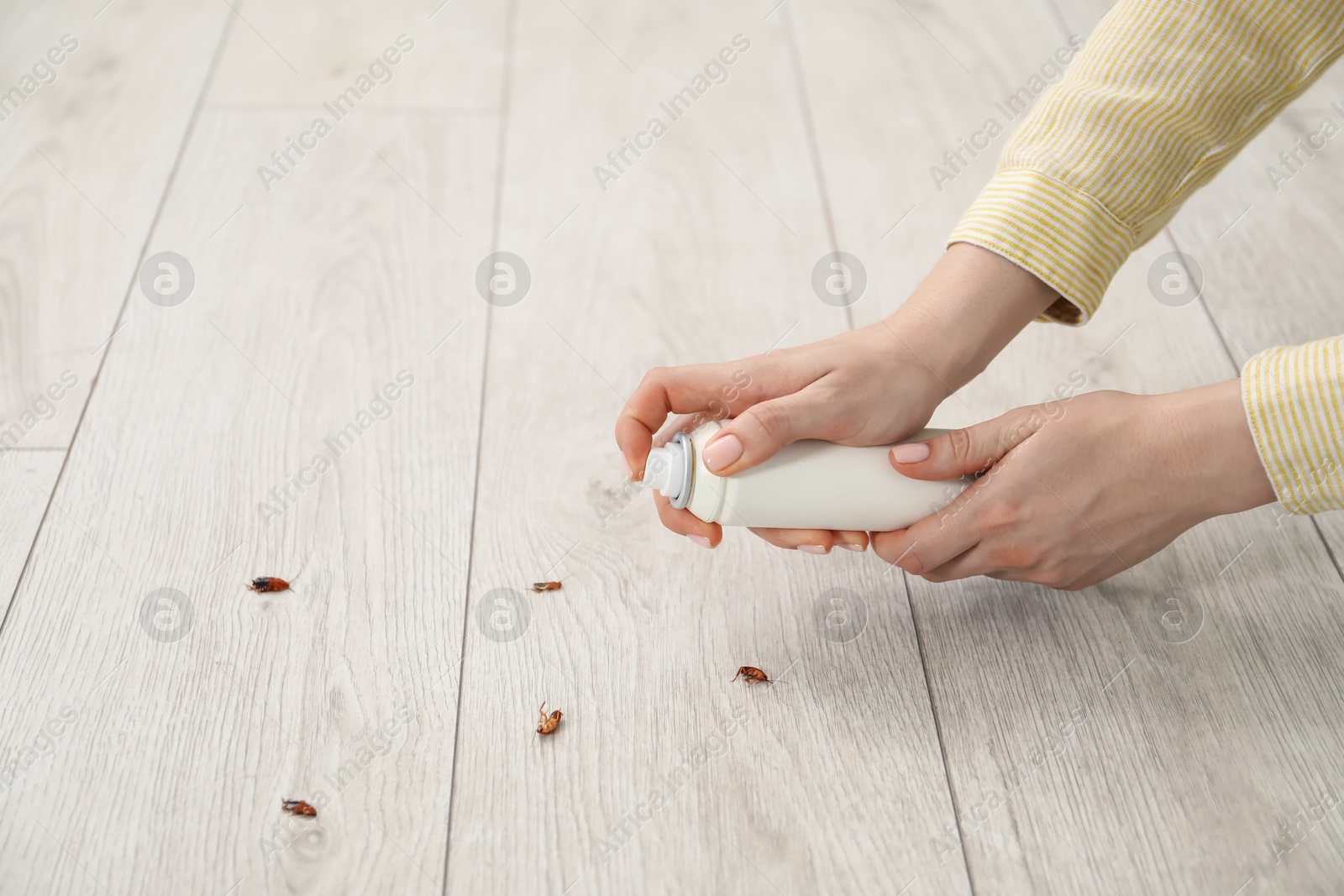 Young woman spraying insecticide onto cockroaches on floor at home, closeup. Pest problem Photo of Young woman spraying insecticide onto cockroaches on floor at home, closeup. Pest problem