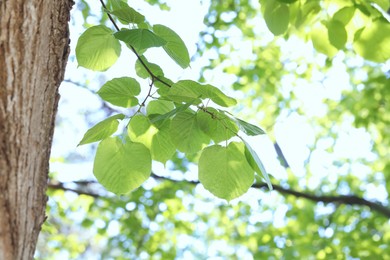 Photo of Beautiful tree crown with green leaves as background, closeup