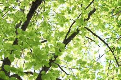 Photo of Beautiful tree crown with green leaves as background, low angle view