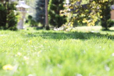 Photo of Beautiful plants growing in park, selective focus