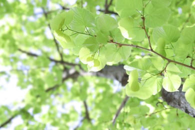 Photo of Beautiful tree crown with green leaves as background, low angle view