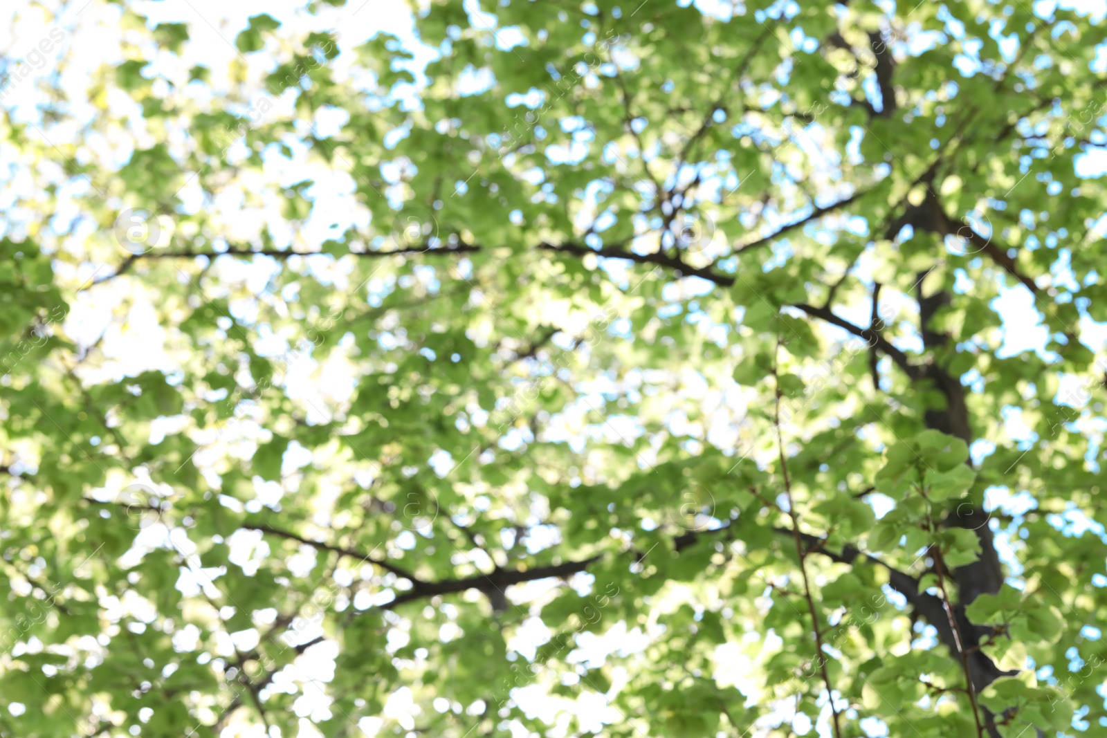 Blurred view of beautiful tree crown, closeup Photo of Blurred view of beautiful tree crown, closeup
