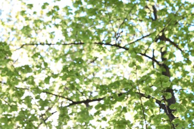 Photo of Blurred view of beautiful tree crown, closeup