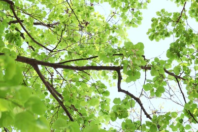 Photo of Beautiful tree crown with green leaves as background, low angle view