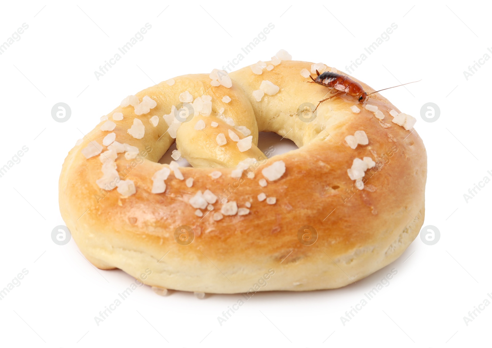 Cockroach crawling on salted pretzel against white background Photo of Cockroach crawling on salted pretzel against white background