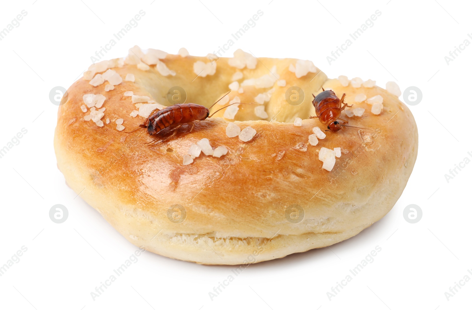 Cockroaches crawling on salted pretzel against white background Photo of Cockroaches crawling on salted pretzel against white background