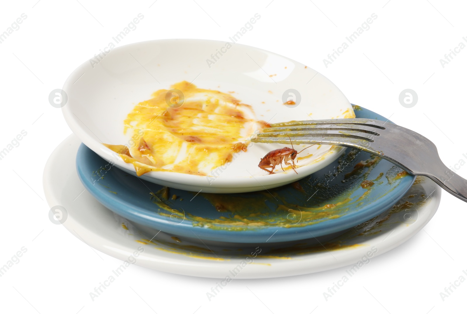 Cockroach crawling on dirty dishes against white background Photo of Cockroach crawling on dirty dishes against white background
