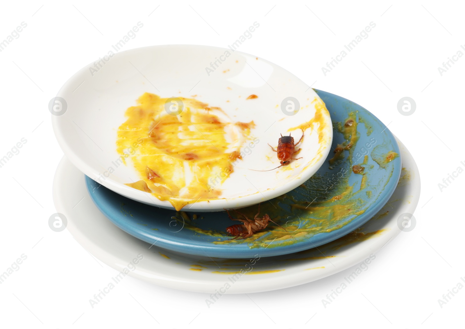 Cockroaches crawling on dirty dishes against white background Photo of Cockroaches crawling on dirty dishes against white background