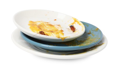 Photo of Cockroaches crawling on dirty dishes against white background