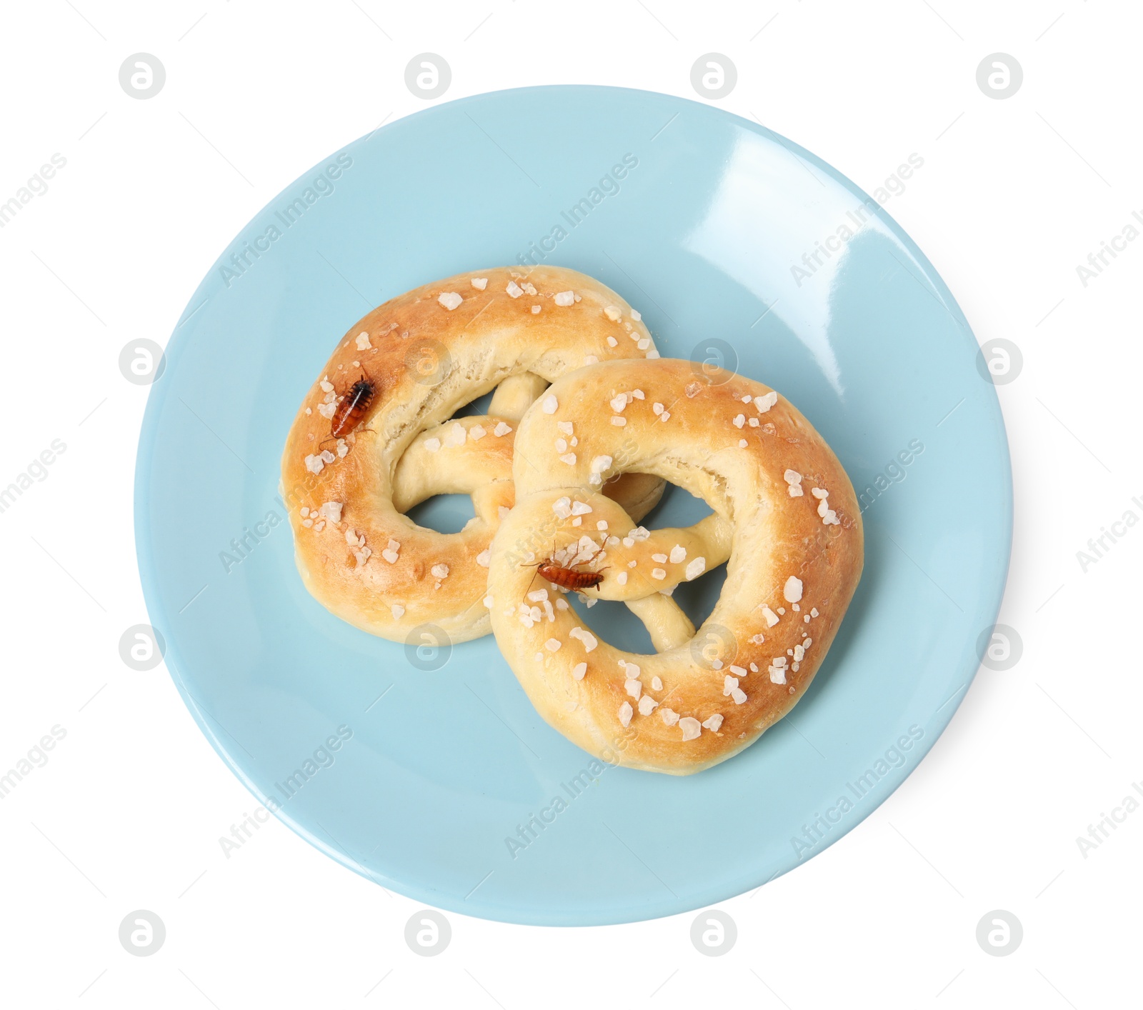 Cockroaches crawling on salted pretzels against white background, top view Photo of Cockroaches crawling on salted pretzels against white background, top view