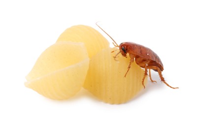 Photo of Cockroach crawling on pasta against white background