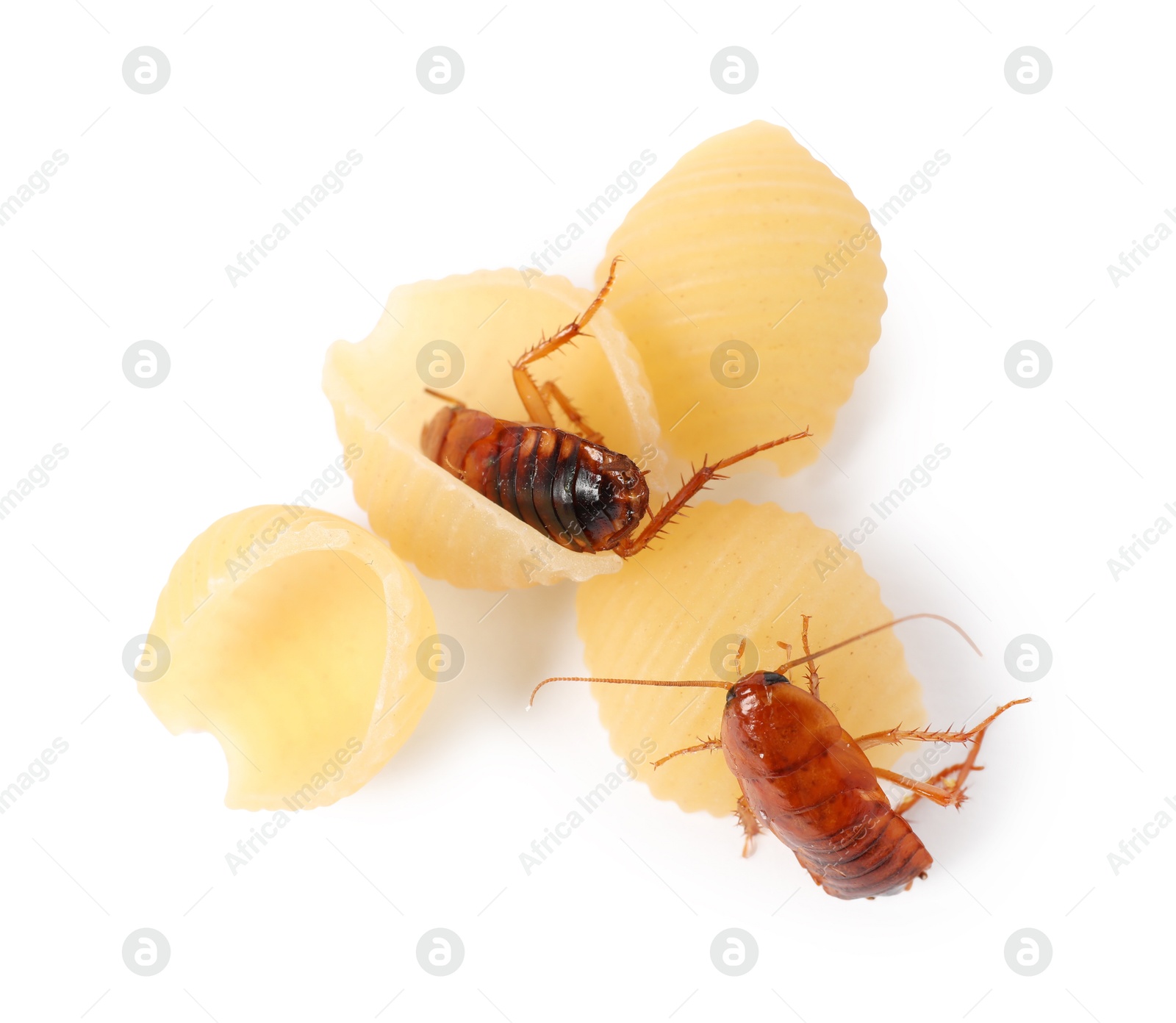 Cockroaches crawling on pasta against white background, top view Photo of Cockroaches crawling on pasta against white background, top view