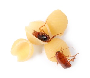 Photo of Cockroaches crawling on pasta against white background, top view