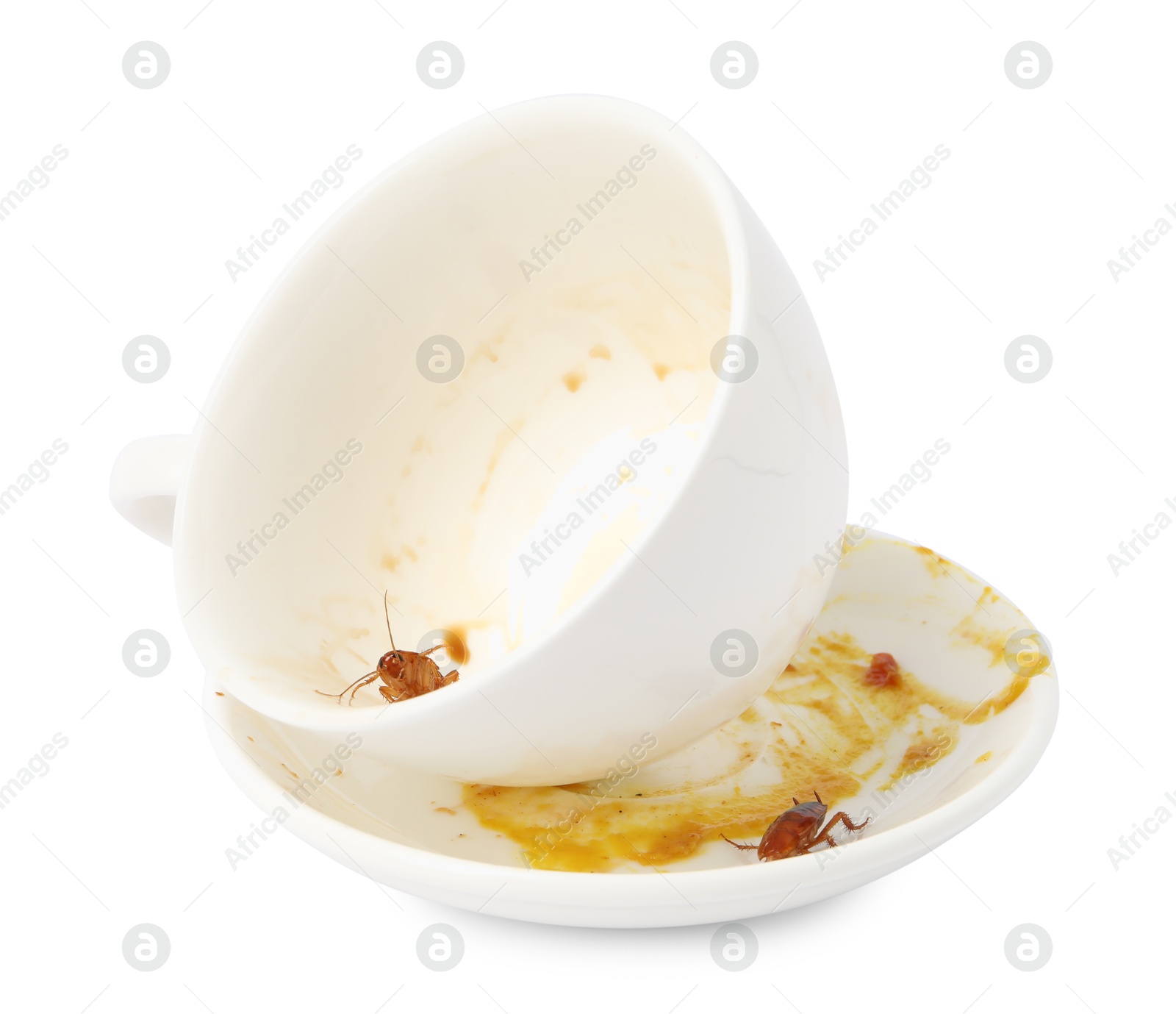 Cockroaches crawling on dirty dishes against white background Photo of Cockroaches crawling on dirty dishes against white background