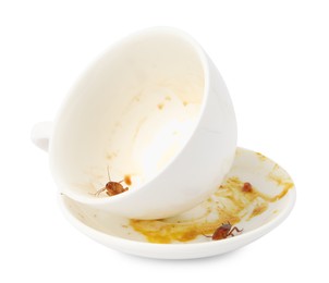 Photo of Cockroaches crawling on dirty dishes against white background