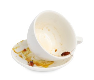 Photo of Cockroaches crawling on dirty dishes against white background