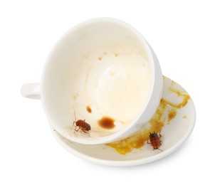 Photo of Cockroaches crawling on dirty dishes against white background