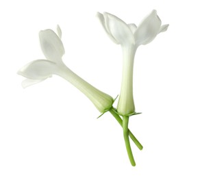 Photo of Beautiful aromatic jasmine flowers isolated on white