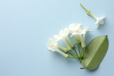 Photo of Beautiful jasmine flowers and green leaf on light blue background, flat lay. Space for text