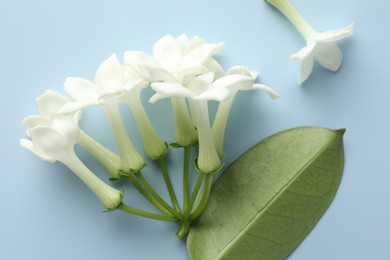 Photo of Beautiful jasmine flowers and green leaf on light blue background, flat lay