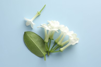 Photo of Beautiful jasmine flowers and green leaf on light blue background, flat lay