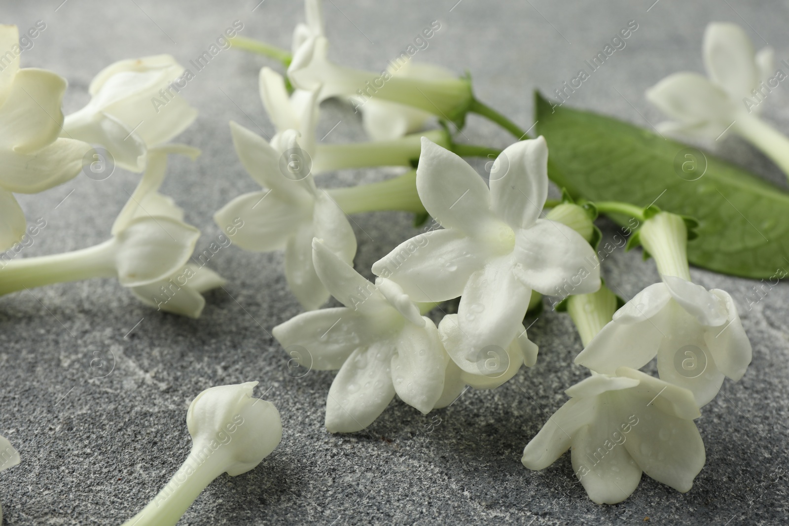 Beautiful jasmine flowers and green leaf on grey table, closeup Photo of Beautiful jasmine flowers and green leaf on grey table, closeup