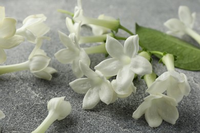 Photo of Beautiful jasmine flowers and green leaf on grey table, closeup
