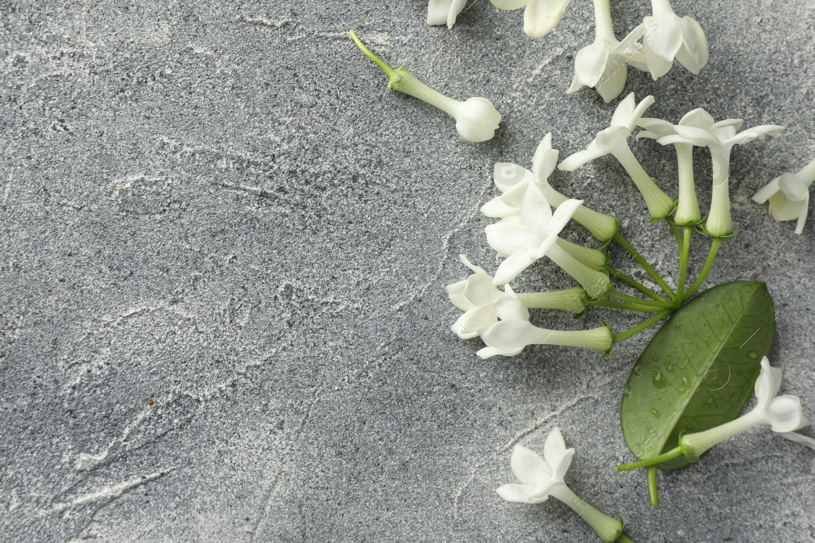 Beautiful jasmine flowers and green leaf on grey table, flat lay. Space for text Photo of Beautiful jasmine flowers and green leaf on grey table, flat lay. Space for text