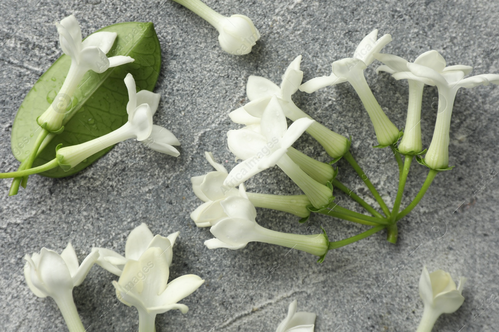 Beautiful jasmine flowers and green leaf on grey table, flat lay Photo of Beautiful jasmine flowers and green leaf on grey table, flat lay