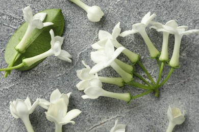 Photo of Beautiful jasmine flowers and green leaf on grey table, flat lay