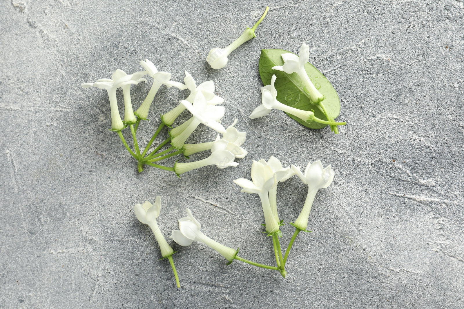 Beautiful jasmine flowers and green leaf on grey table, flat lay Photo of Beautiful jasmine flowers and green leaf on grey table, flat lay