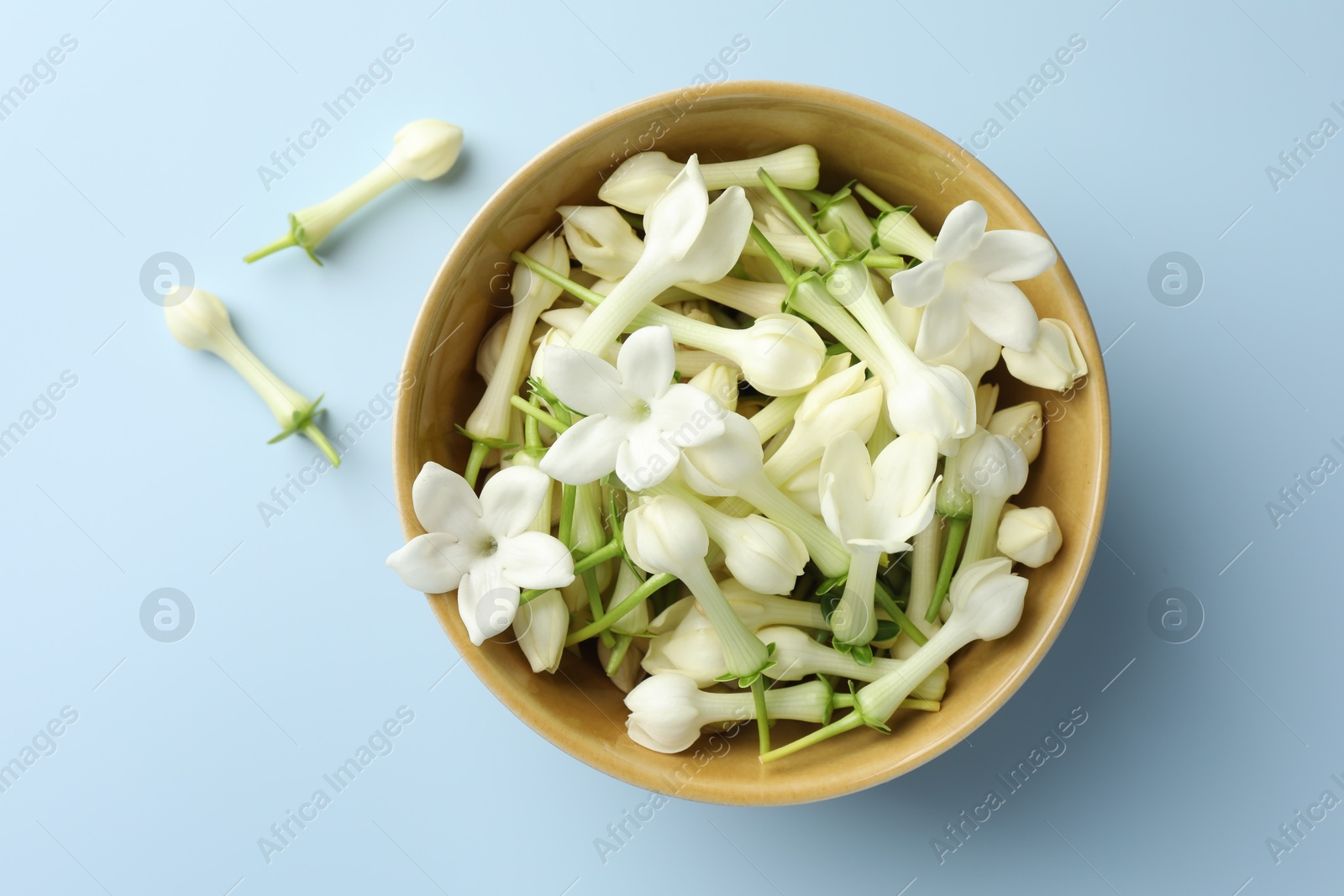 Beautiful jasmine flowers in bowl on light blue background, top view Photo of Beautiful jasmine flowers in bowl on light blue background, top view