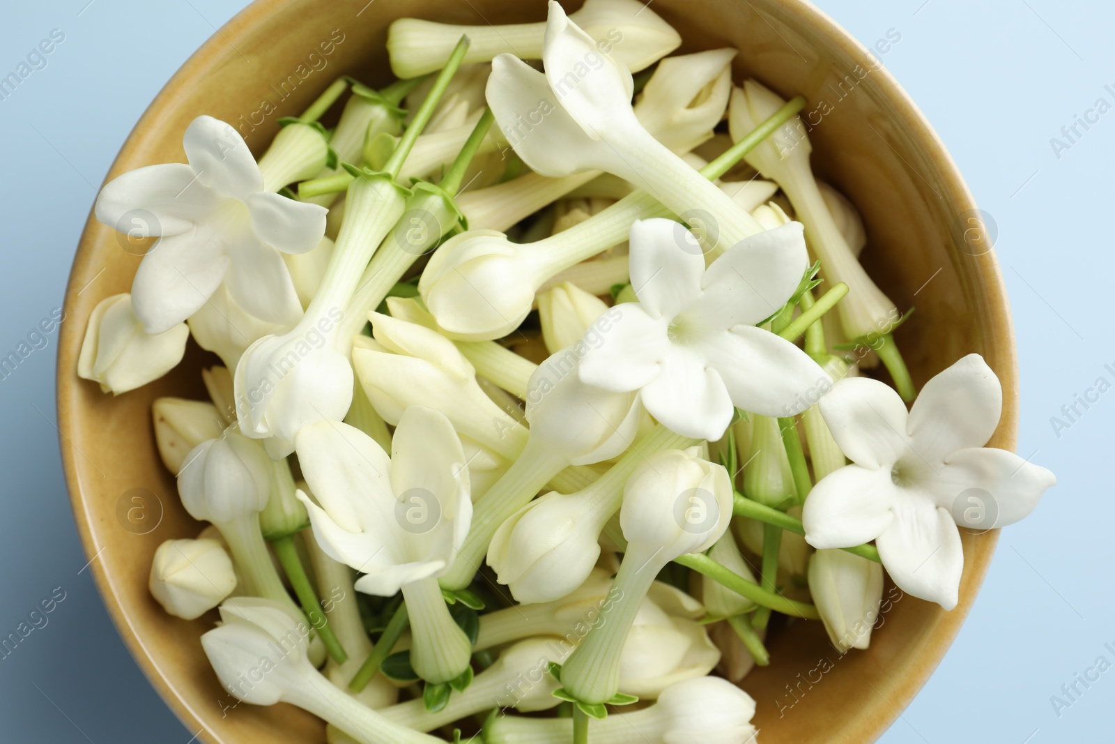Beautiful jasmine flowers in bowl on light blue background, top view Photo of Beautiful jasmine flowers in bowl on light blue background, top view