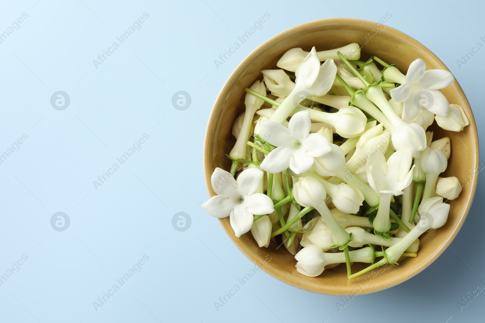 Beautiful jasmine flowers in bowl on light blue background, top view. Space for text Photo of Beautiful jasmine flowers in bowl on light blue background, top view. Space for text