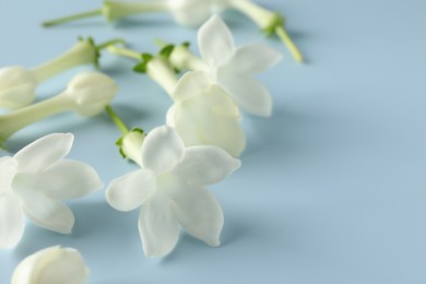 Photo of Beautiful jasmine flowers on light blue background, closeup. Space for text