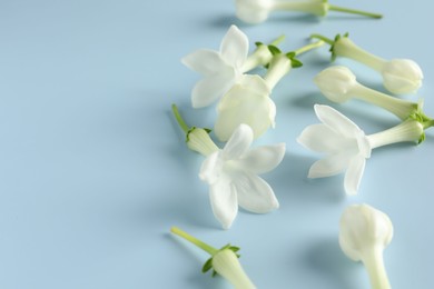 Photo of Beautiful jasmine flowers on light blue background, closeup. Space for text