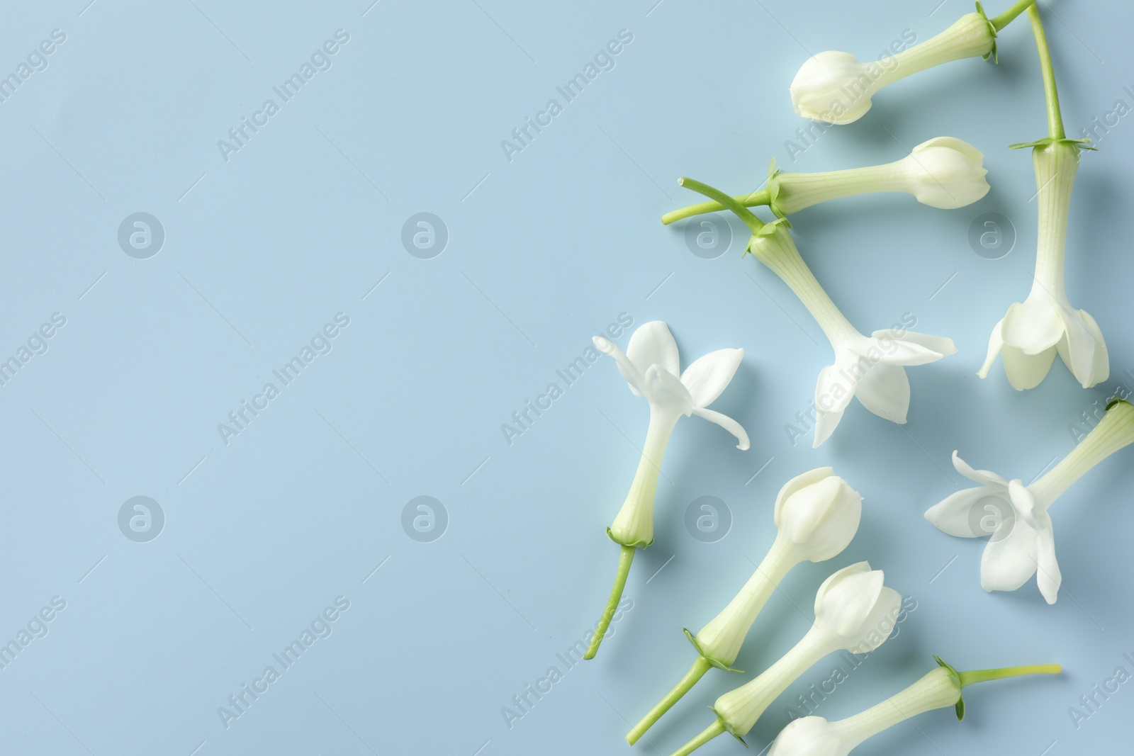 Beautiful jasmine flowers on light blue background, flat lay. Space for text Photo of Beautiful jasmine flowers on light blue background, flat lay. Space for text