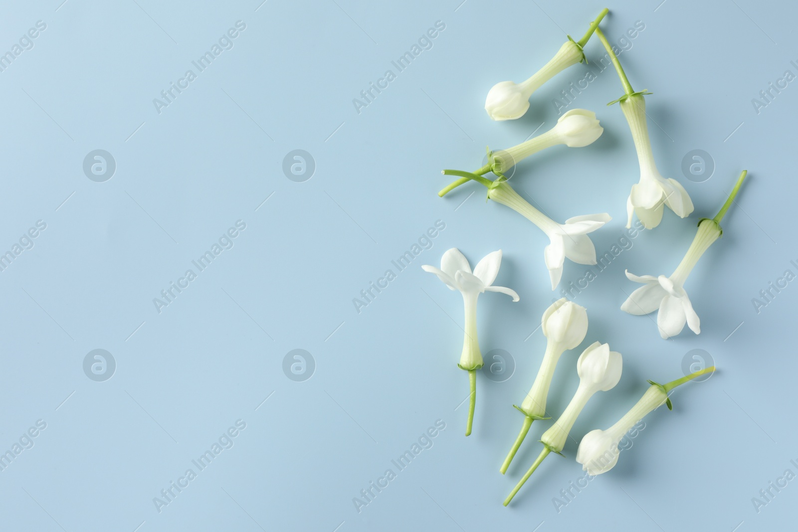 Beautiful jasmine flowers on light blue background, flat lay. Space for text Photo of Beautiful jasmine flowers on light blue background, flat lay. Space for text
