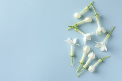 Photo of Beautiful jasmine flowers on light blue background, flat lay. Space for text