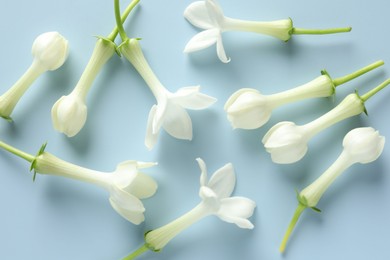 Photo of Beautiful jasmine flowers on light blue background, flat lay