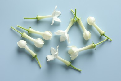 Photo of Beautiful jasmine flowers on light blue background, flat lay